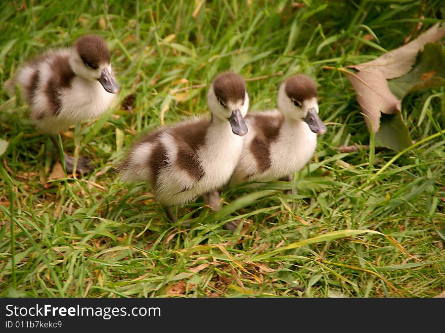 Three young Egyptian geese in the grass