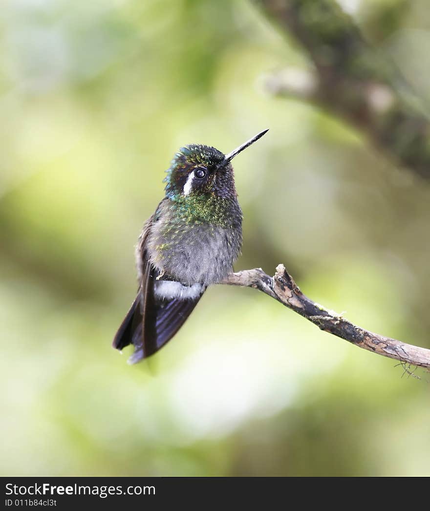 Green-crowned Brilliant (Heliodoxa jacula)