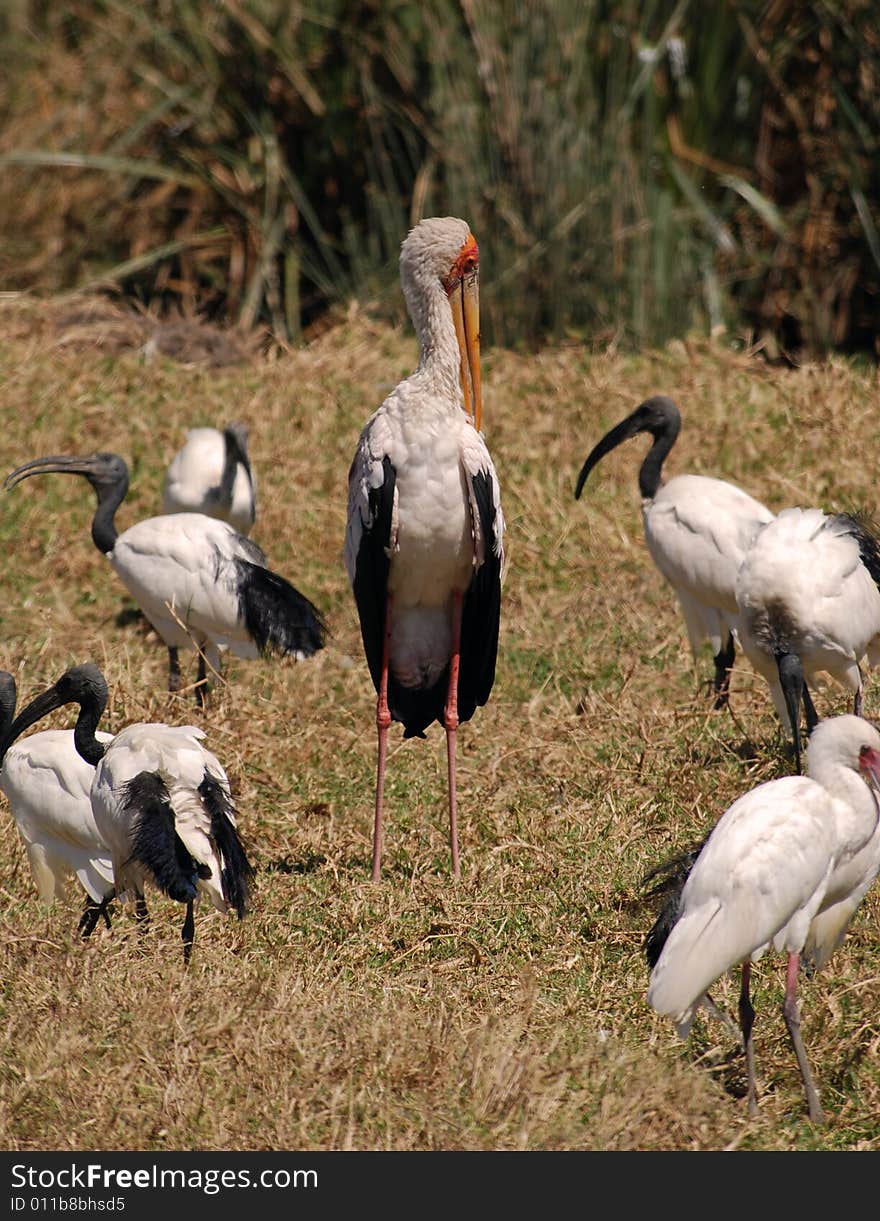 Birds In Ngorongoro N.P.