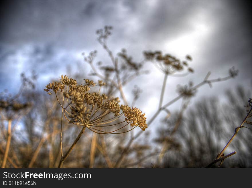 Close-Up of spontaneus flora with a cloudy background. Close-Up of spontaneus flora with a cloudy background.