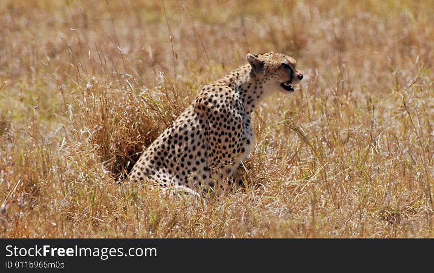 Leopard In Ngorongoro N.P.