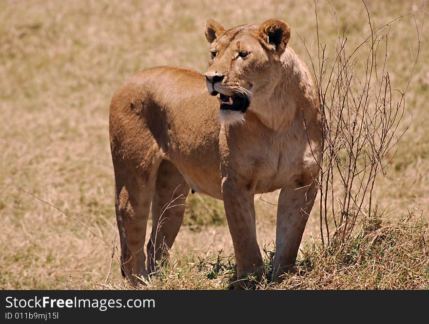 Lion In Ngorongoro N.P.