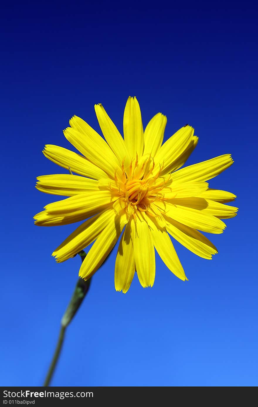 Yellow flower under sky