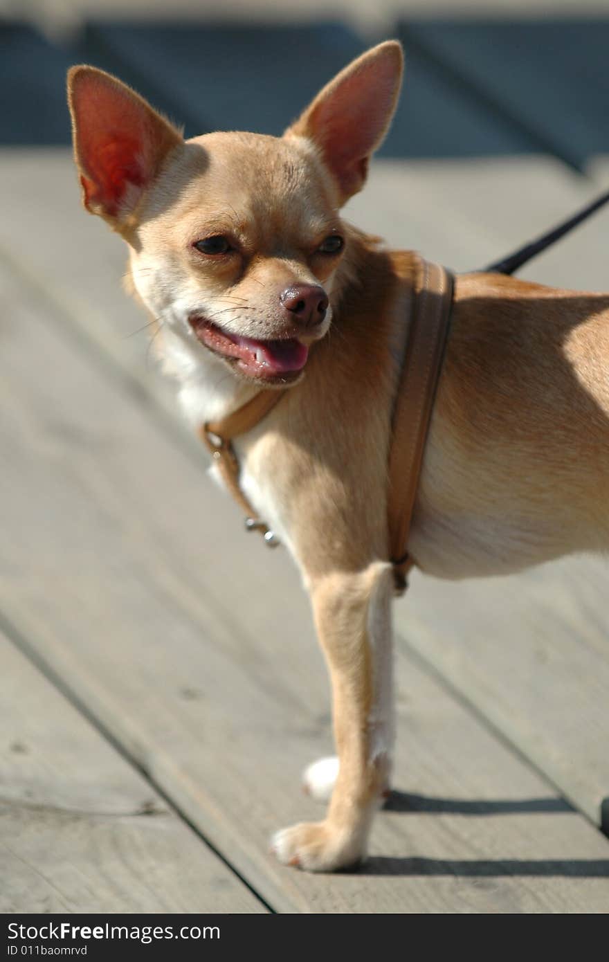 Sweet chihuahua dog is looking