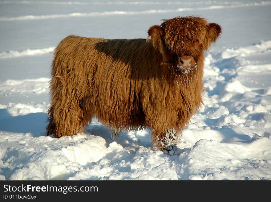 Young calf at winter time