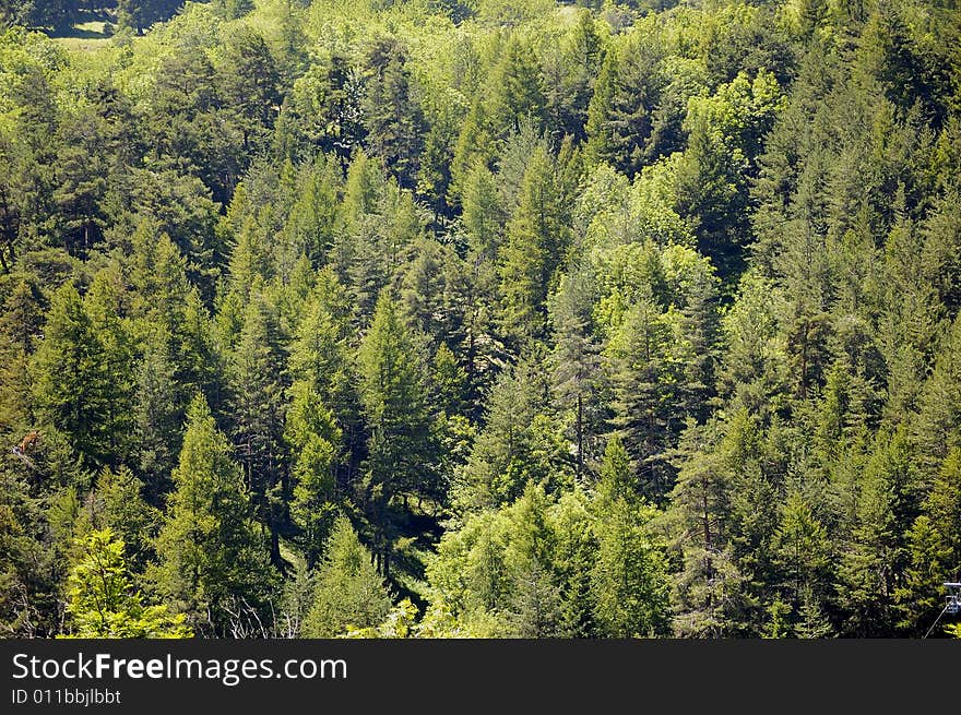 Mountain Trees Texture