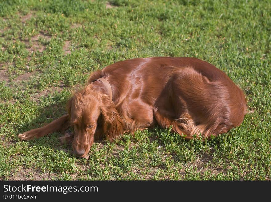 Young irish setter on green field. Young irish setter on green field