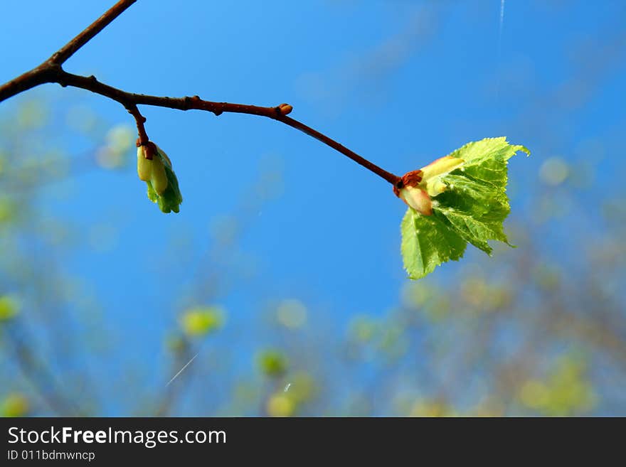 Spring leaf