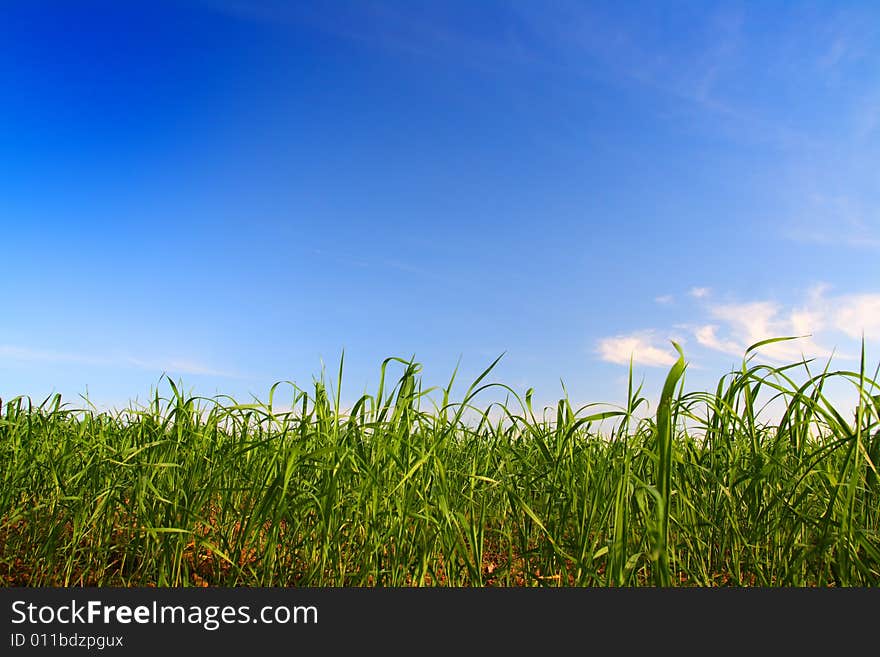 Green grass under blue sky