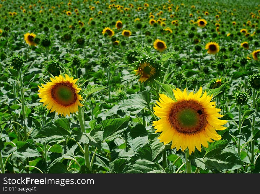 Sunflowers heads in a field. Sunflowers heads in a field