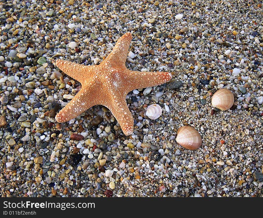 Red starfish lying on the coast