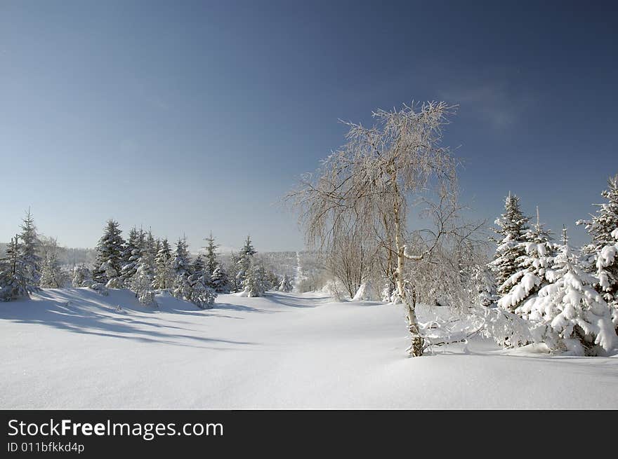 Landscape with trees in winter season. Landscape with trees in winter season