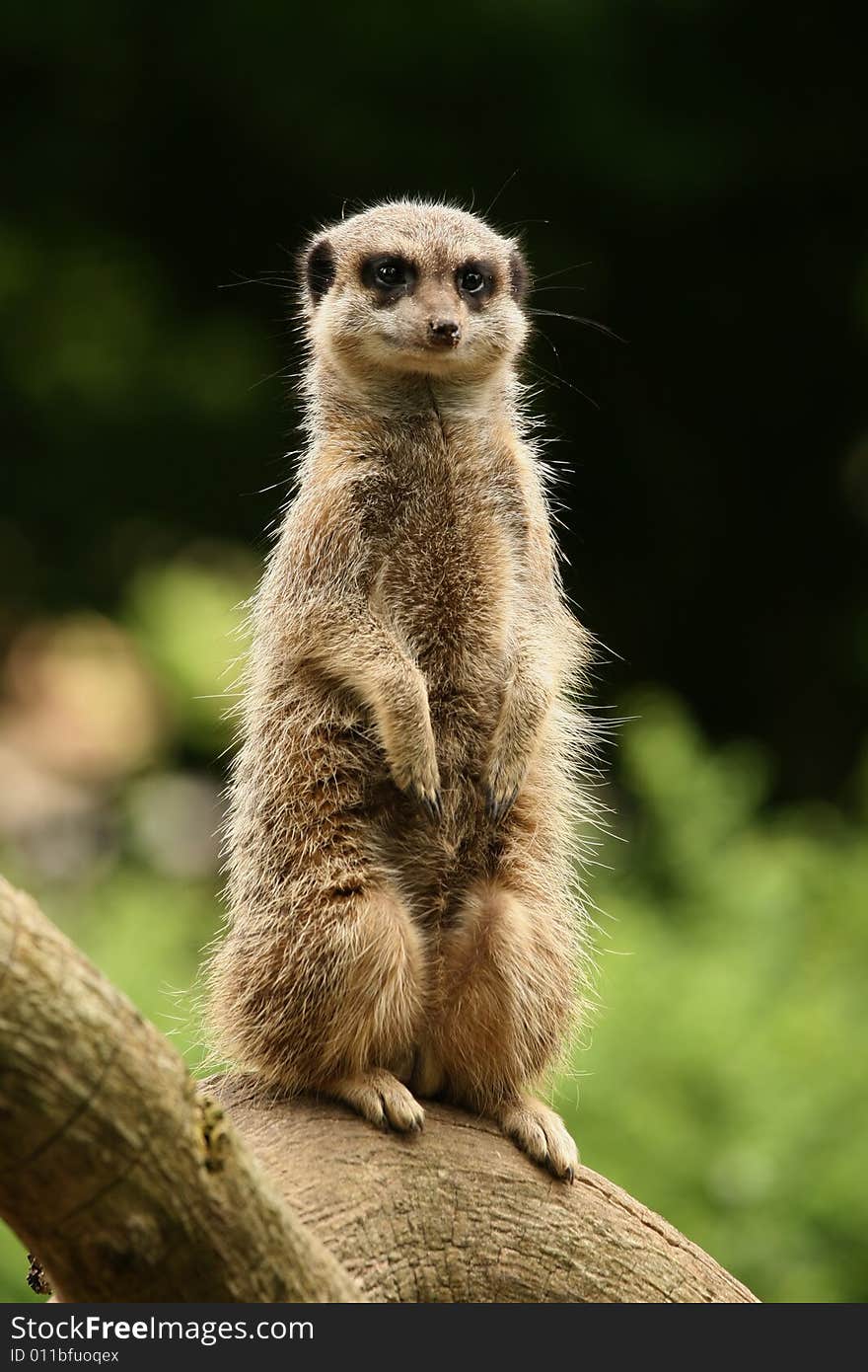 Meerkat