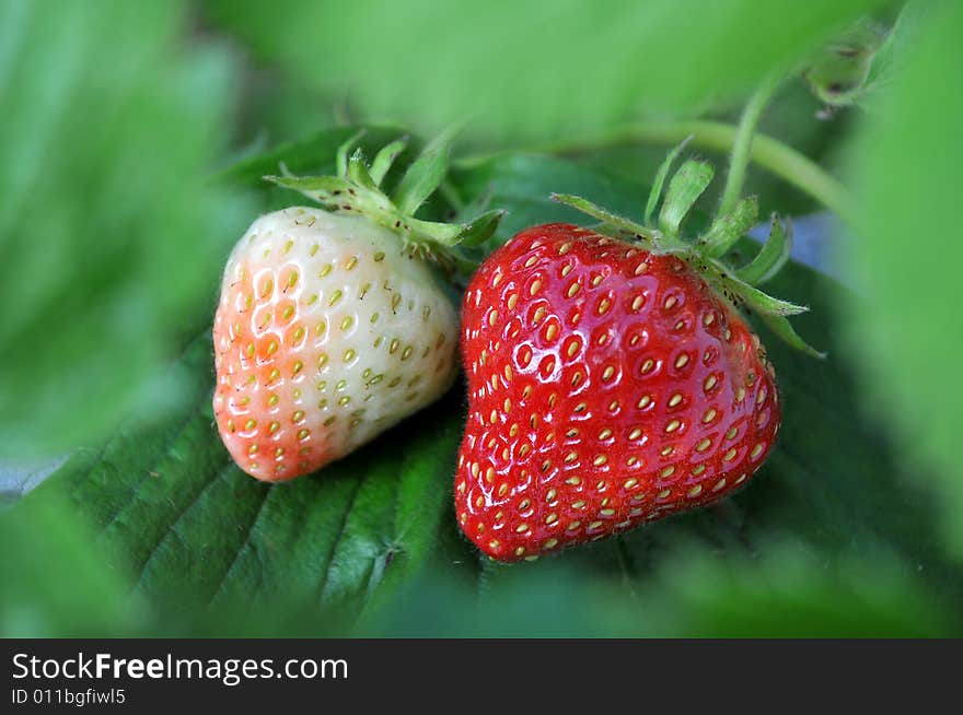 An unripe and a ripe Strawberry seen through leaves. An unripe and a ripe Strawberry seen through leaves