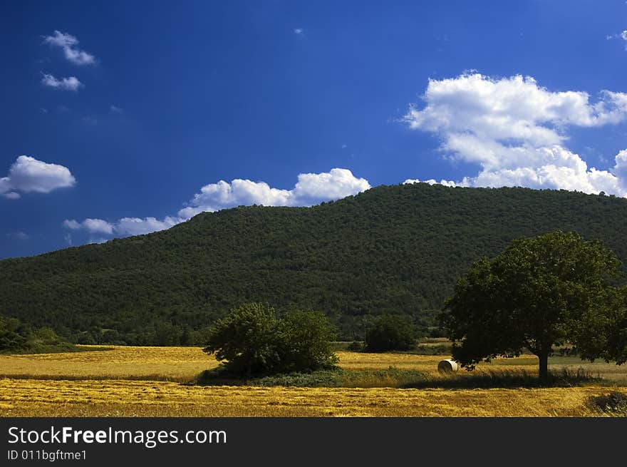 Wheat field under a blue sky