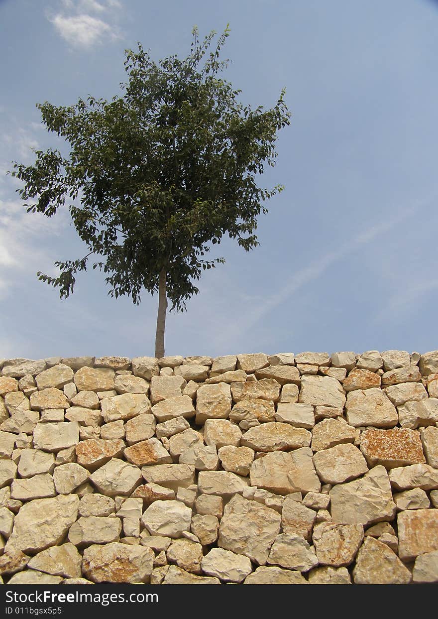 Rock and tree