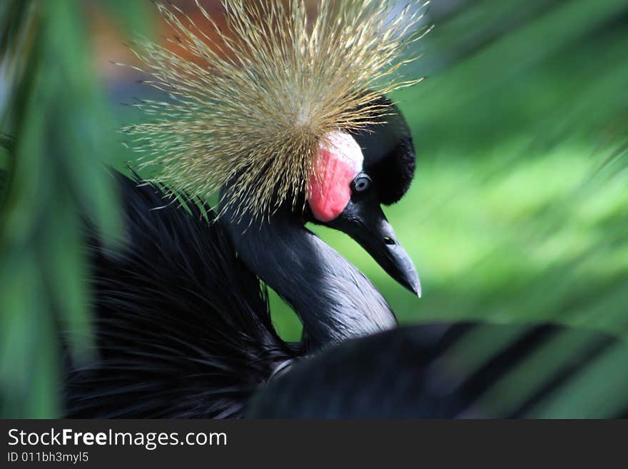 Photo of a bird with a blurred background. Photo of a bird with a blurred background