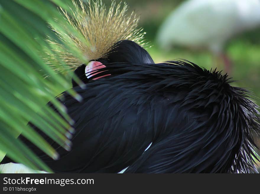 Photo of a bird with a blurred background. Photo of a bird with a blurred background