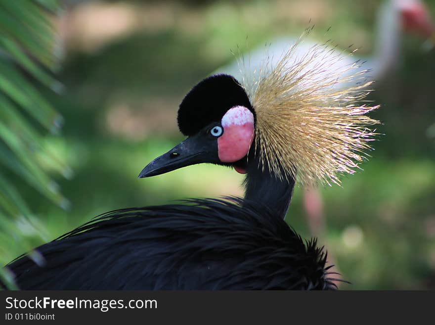 Photo of a bird with a blurred background. Photo of a bird with a blurred background