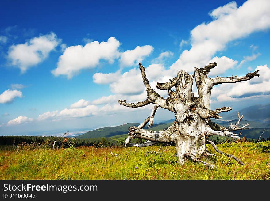 Old tree and cloudy sky