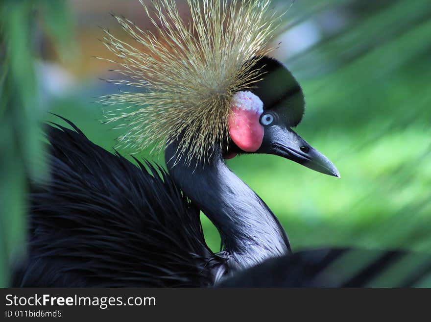 Photo of a bird with a blurred background. Photo of a bird with a blurred background