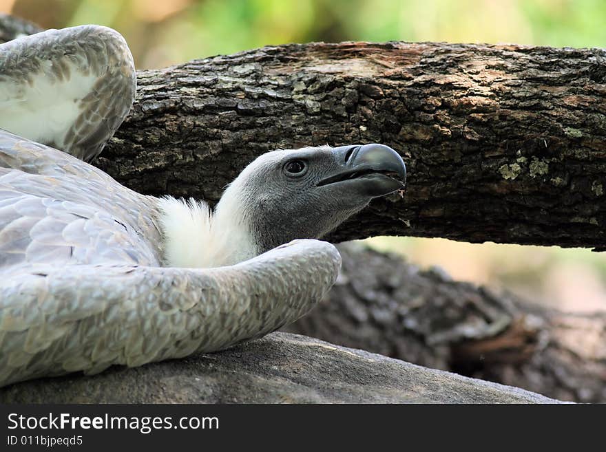 Close up photo of a vulture. Close up photo of a vulture