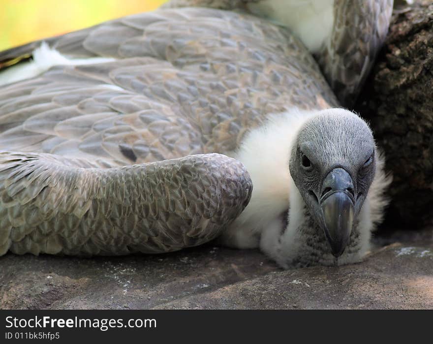 Close up photo of a vulture. Close up photo of a vulture