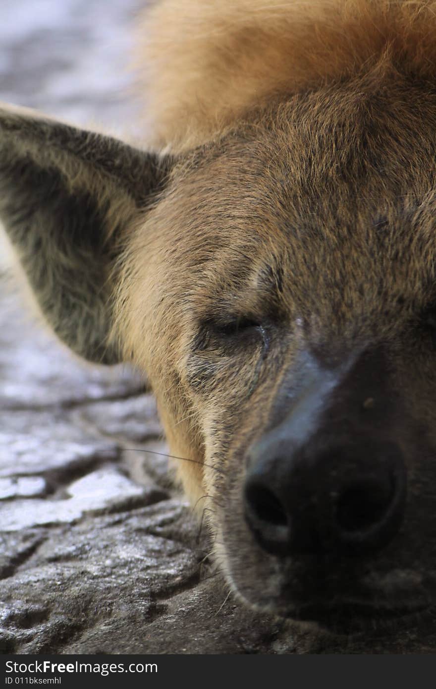 Close up photo shot of a hyena. Close up photo shot of a hyena