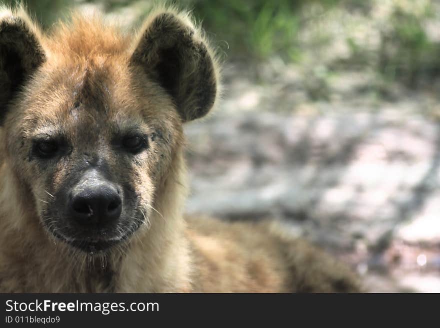 Close up photo shot of a hyena. Close up photo shot of a hyena