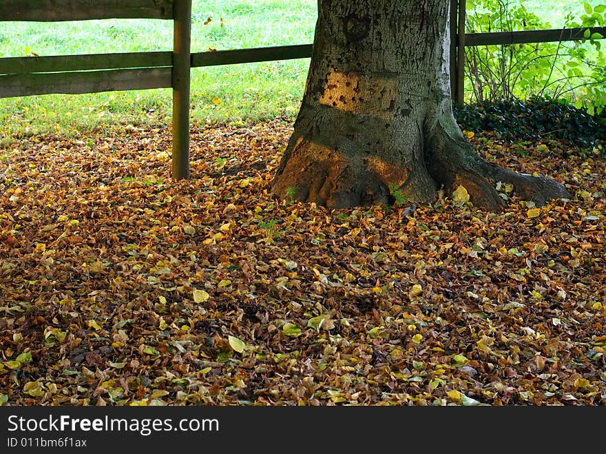 Detail of ground with a russet bed and a trunk.