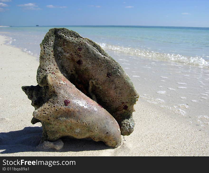 The close view of a shell on Our Lucaya town beach on Grand Bahama Island, The Bahamas. The close view of a shell on Our Lucaya town beach on Grand Bahama Island, The Bahamas.