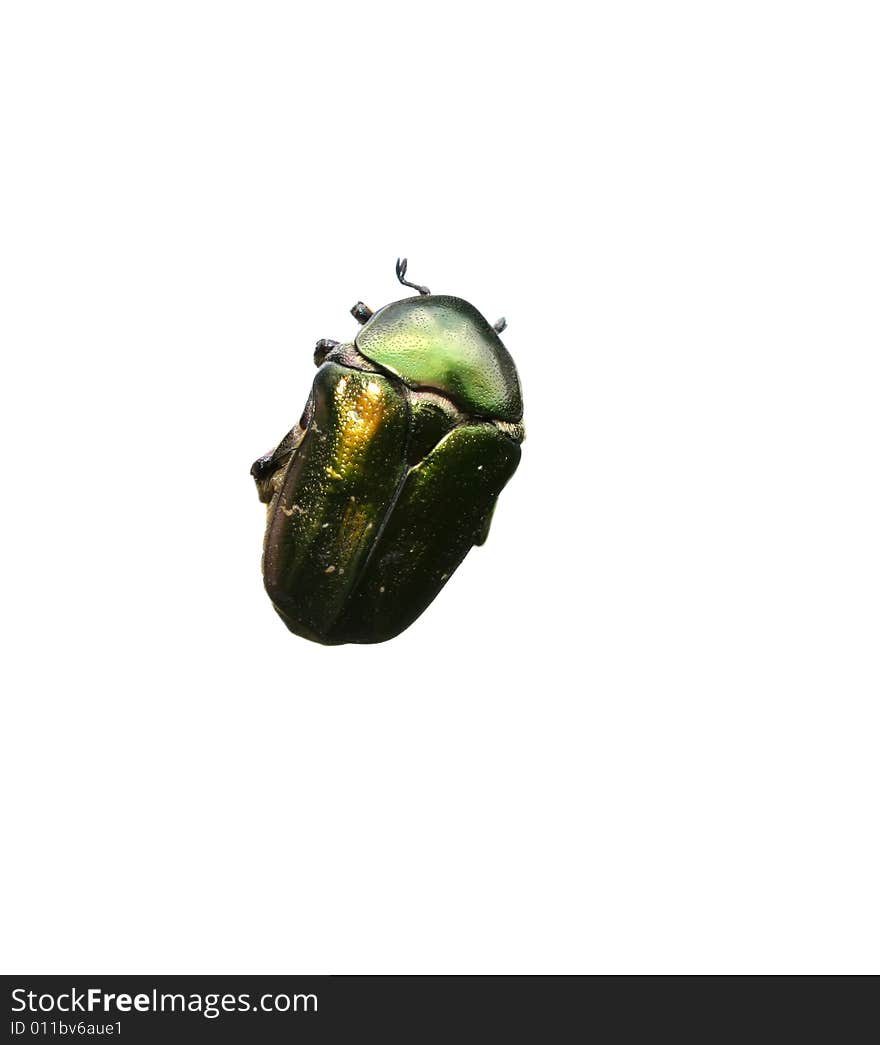 Colored cockchafer isolated on white