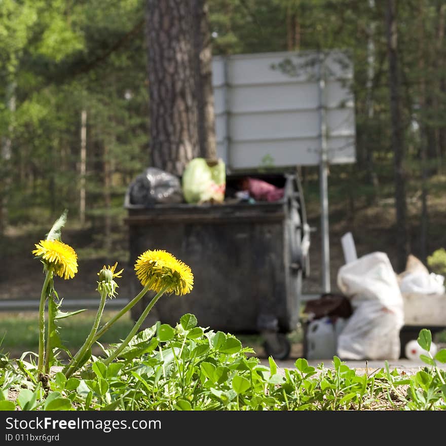 Dandelion and garbage on the roadside