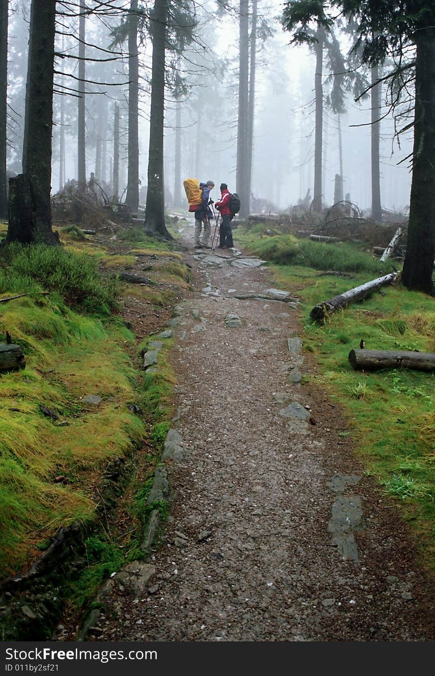 Tourists in a forest full of fog