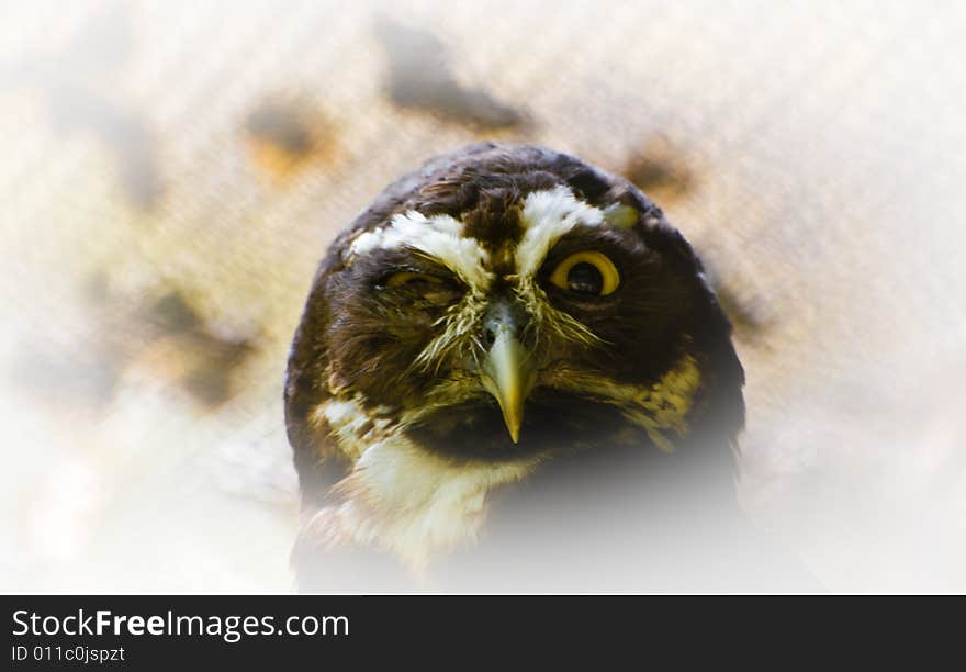 Strange look of an Owl