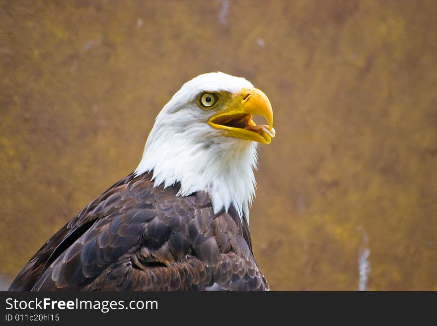 Close up of the eagle