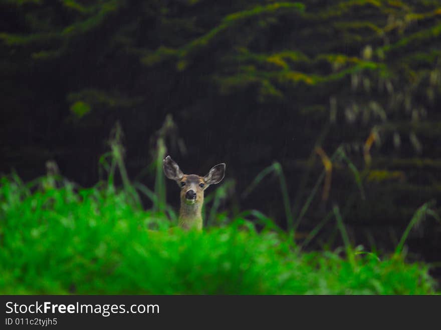 Curious Deer