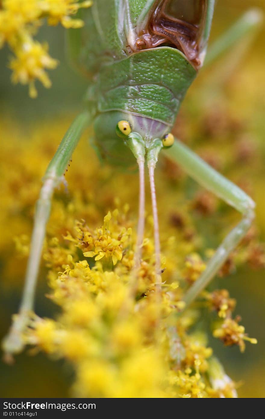 Katydid On Golden Rod