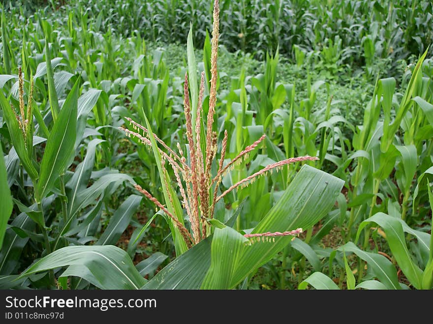 Corn flowering