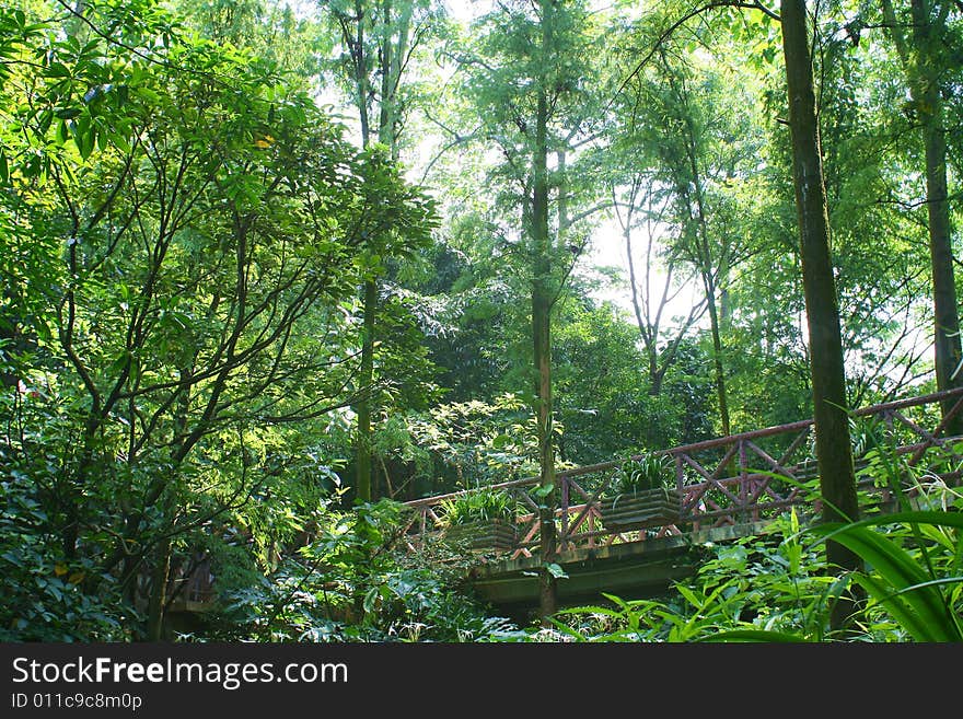 The forest in baiyun mountain china.