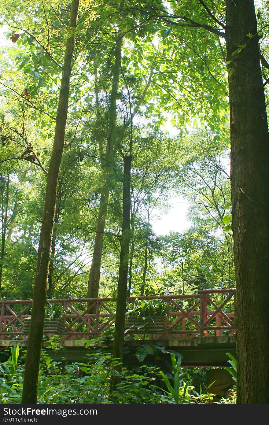 The forest in baiyun mountain china.