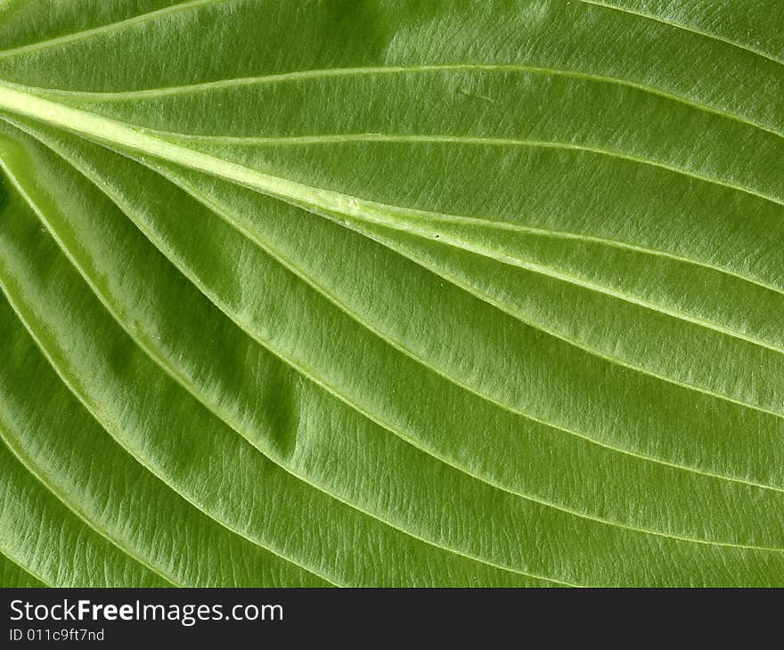 Scan of veins of surface of green leaf. Scan of veins of surface of green leaf