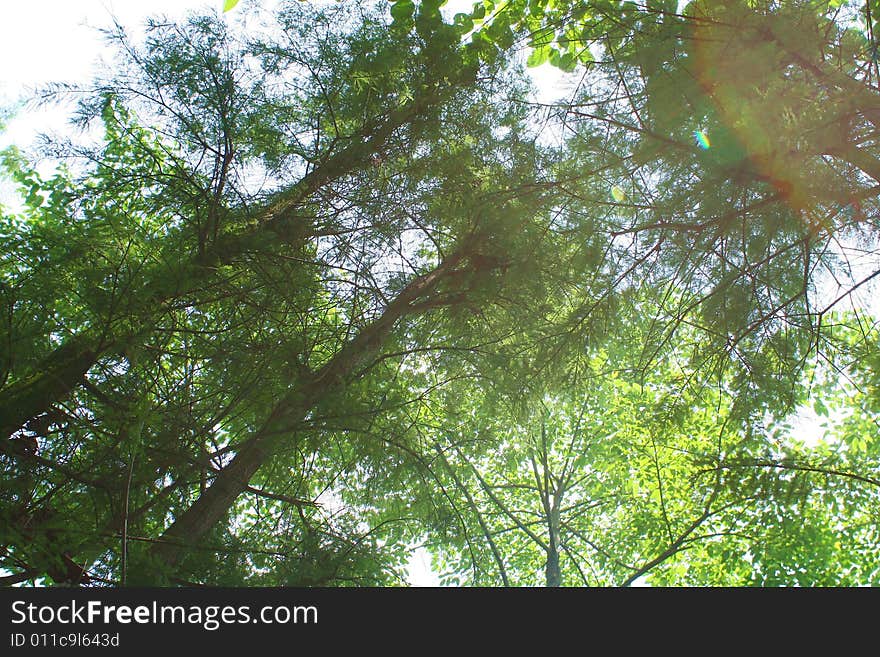 The forest in baiyun mountain china.