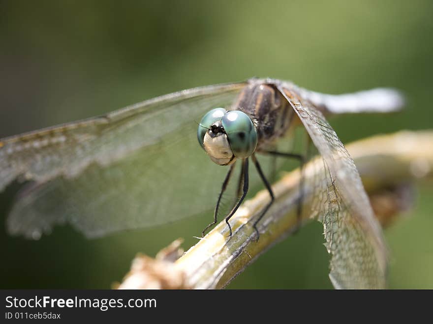 Closeup of a dragonfly on a weeping willow branch. Closeup of a dragonfly on a weeping willow branch