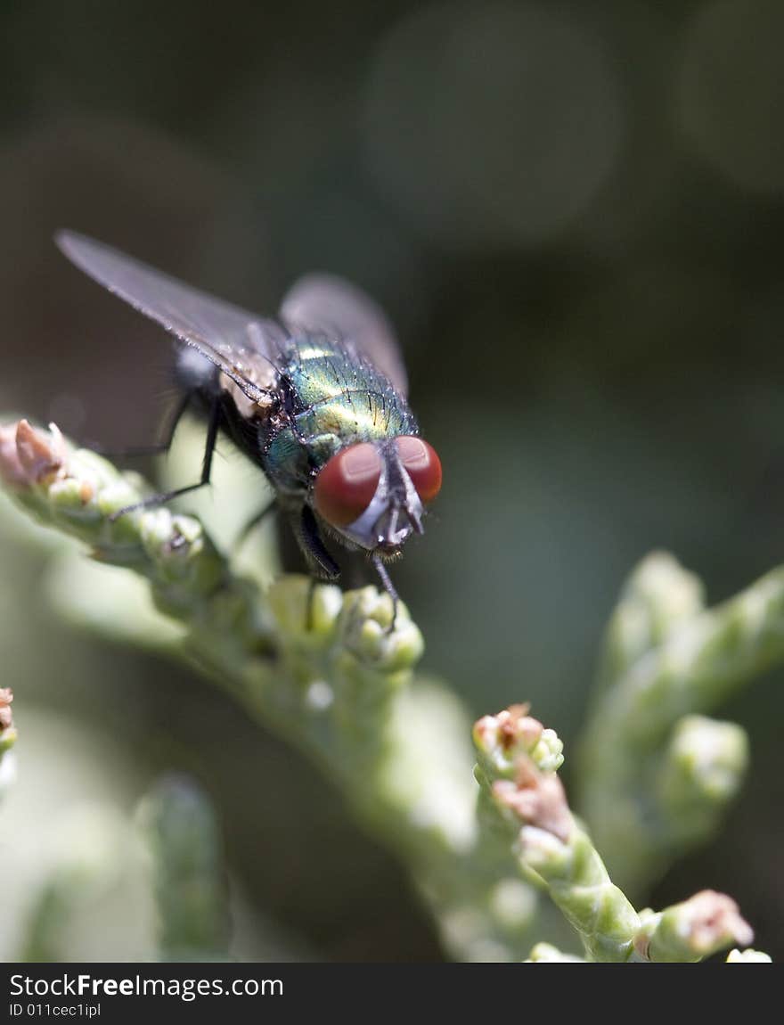 Macro of a Fly in Juniper branch. Macro of a Fly in Juniper branch