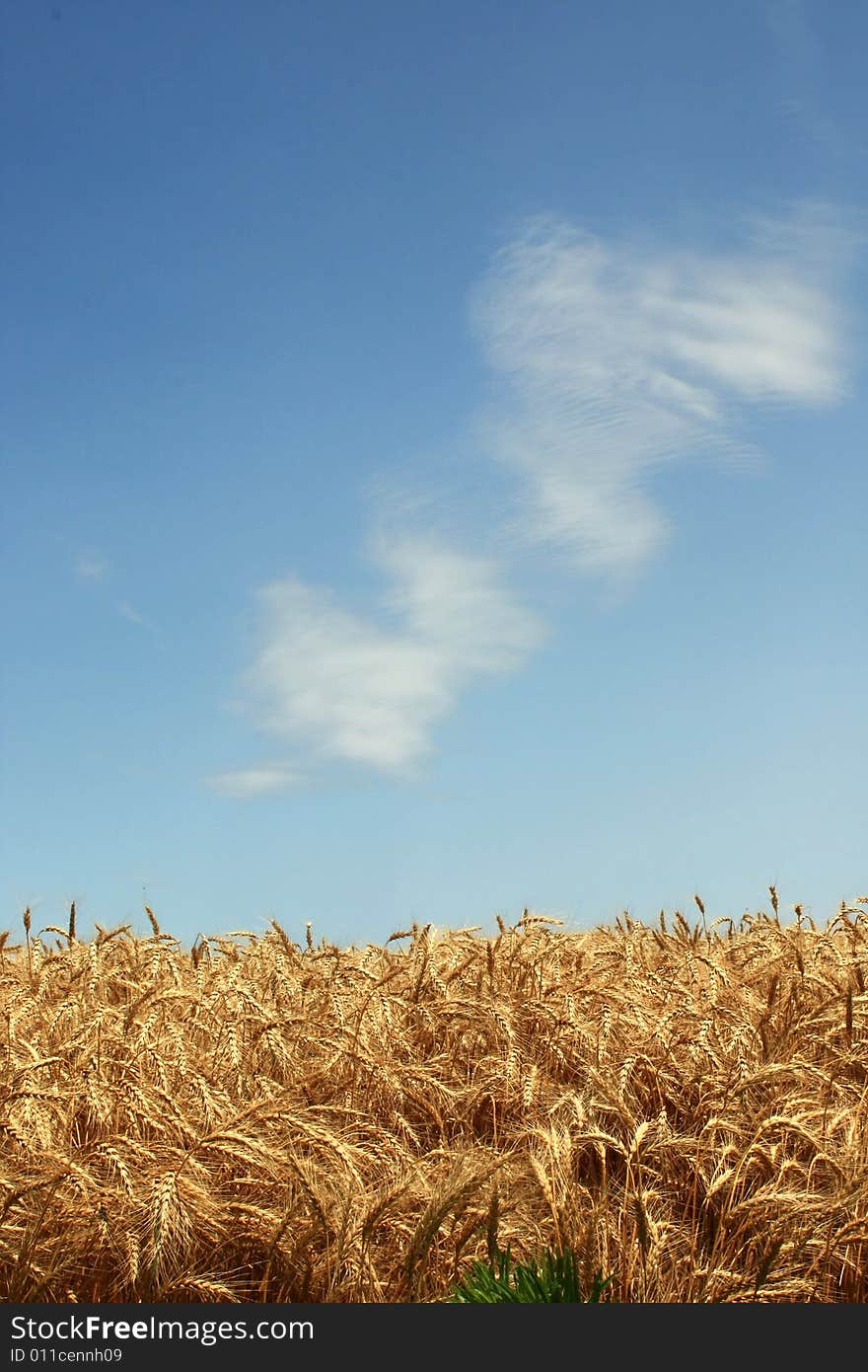 Vertical view of golden ripe wheat field and blue sky with few clouds. Vertical view of golden ripe wheat field and blue sky with few clouds