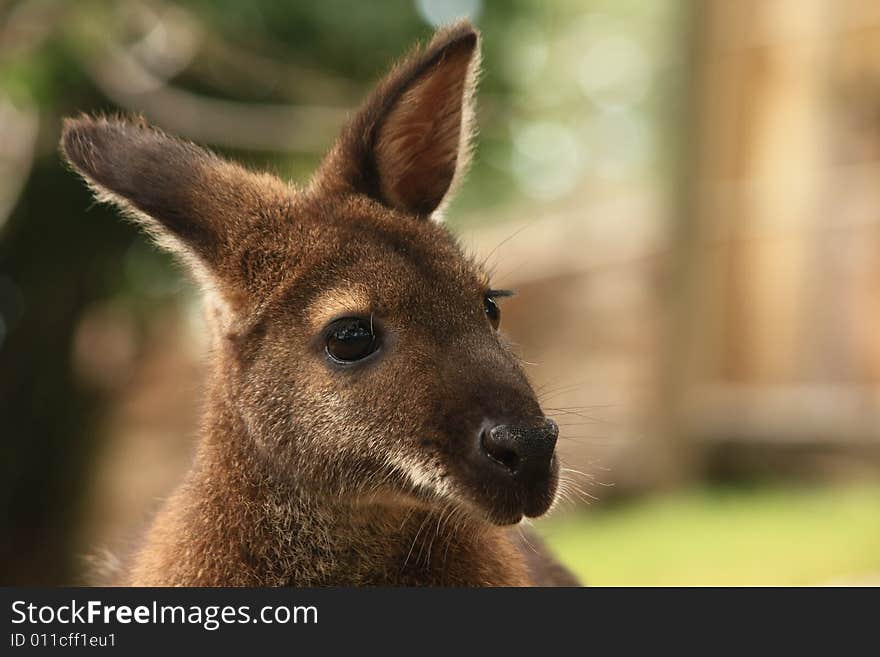 Close-up of young mother wallaby at the zoo in the summertime