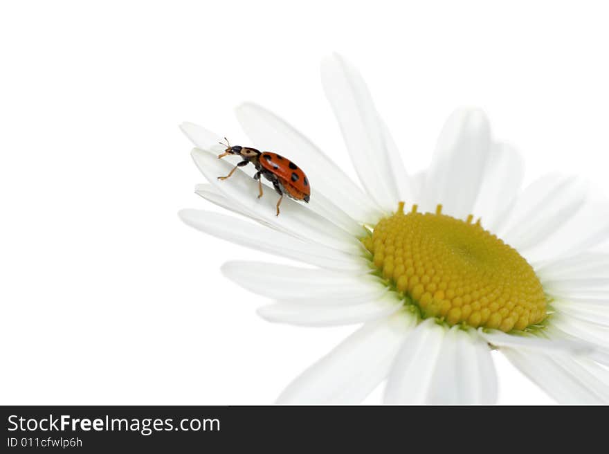 Ladybird on a camomile