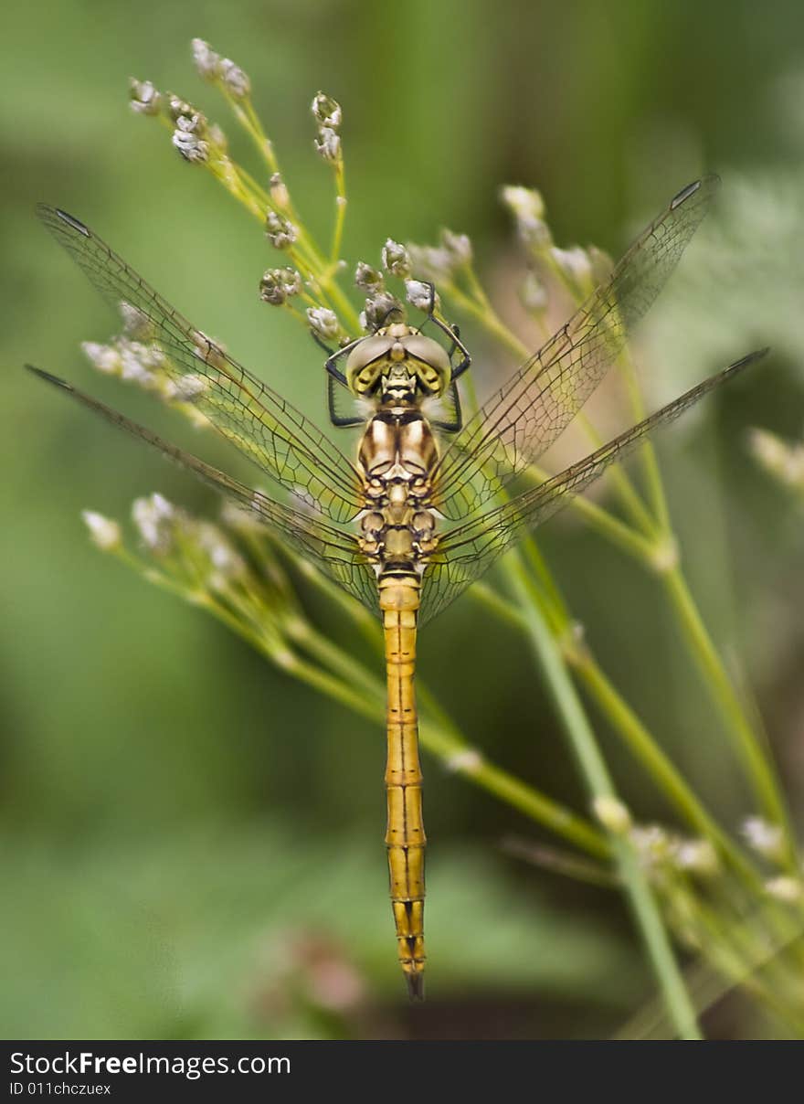 Dragonfly on the flower