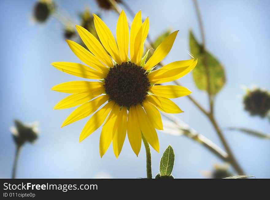 Sun Flower